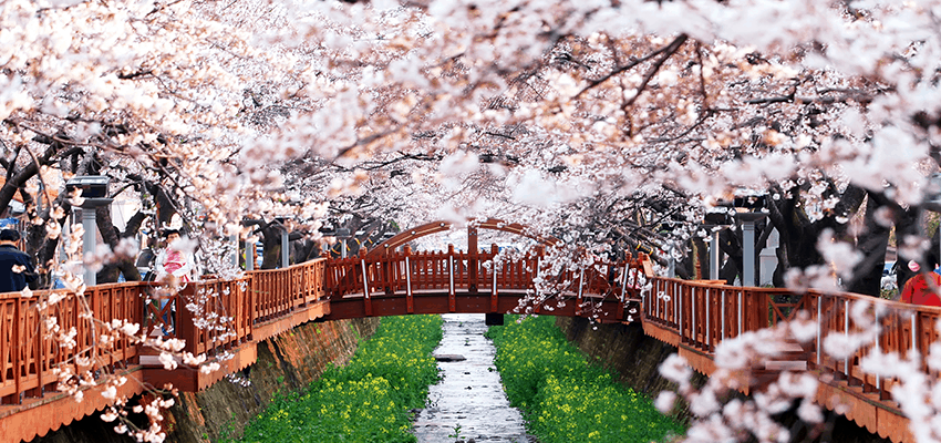 5 lí do du khách nên du lịch Hàn Quốc vào mùa xuân