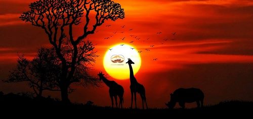 Top 9 cuốn sách cần đọc trước khi đi Safari châu Phi