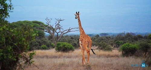 4 chi phí cơ bản nhất khi đi du lịch Châu Phi