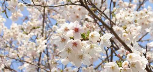 Check-in 5 lễ hội đặc sắc nhất tại Nhật Bản trong tháng 4