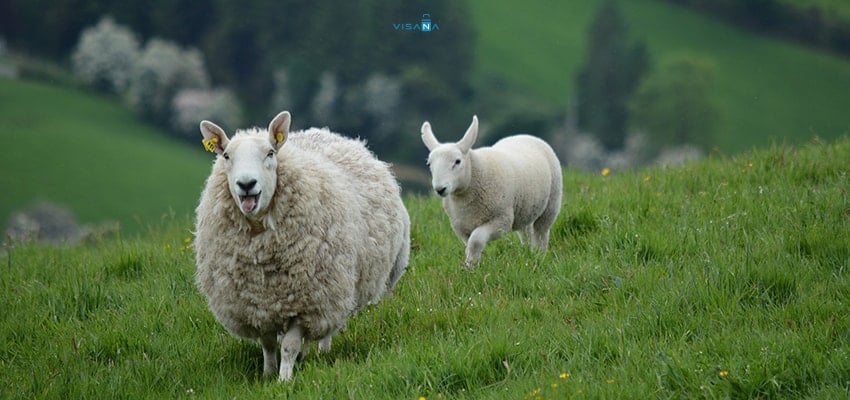 Tổng hợp bí kíp ăn chơi Ireland