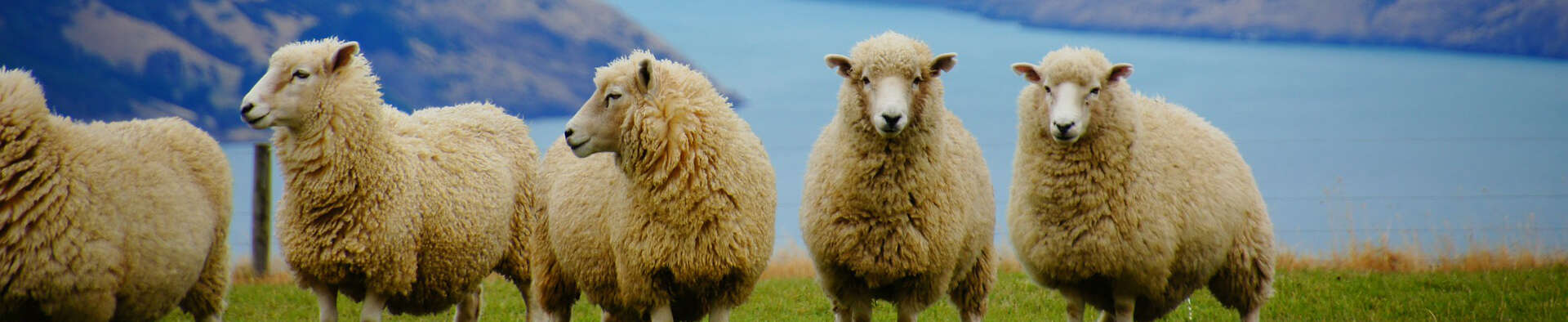 Dịch vụ hỗ trợ xin Visa New Zealand du lịch & thăm thân