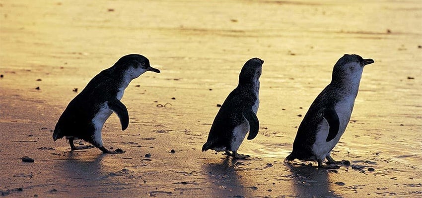 6 gợi ý tuyệt vời để mua quà khi đi du lịch Úc