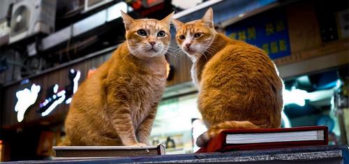 Kinh nghiệm du lịch Hongkong – Tuyển tập những điểm du lịch xuất sắc