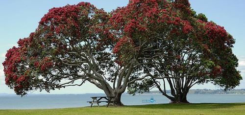 Visa định cư New Zealand